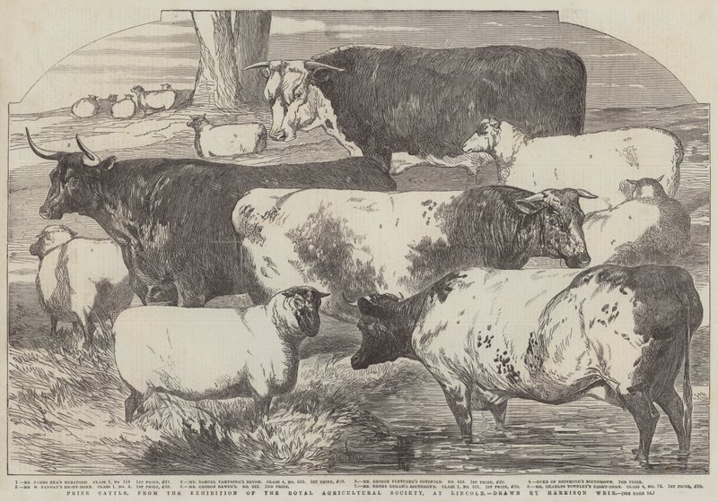 Prize Cattle from the Exhibition of the Royal Agricultural Society at Lincoln by Harrison William Weir