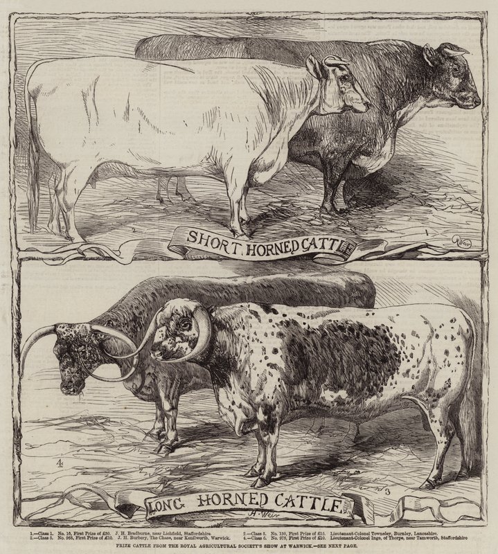 Prize Cattle from the Royal Agricultural Society