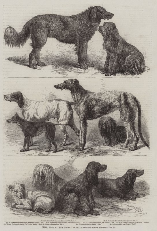 Prize Dogs at the Recent Show, Birmingham by Harrison William Weir