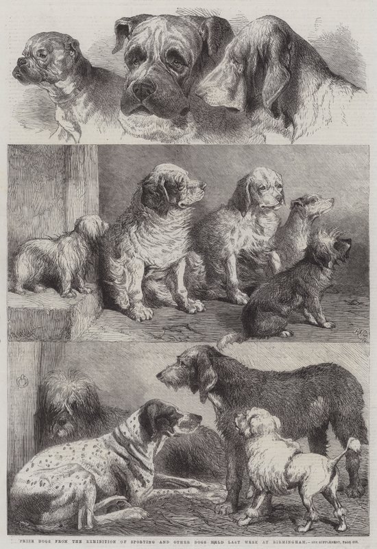 Prize Dogs from the Exhibition of Sporting and other Dogs held Last Week at Birmingham by Harrison William Weir