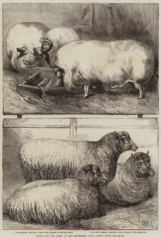 Prize Pigs and Sheep at the Smithfield Club Cattle Show by Harrison William Weir