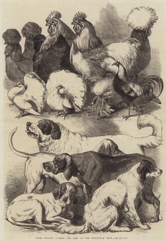 Prize Poultry, Pigeons, and Dogs at the Birmingham Show by Harrison William Weir