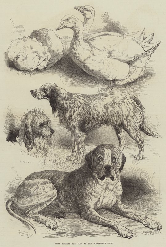 Prize Poultry and Dogs at the Birmingham Show by Harrison William Weir