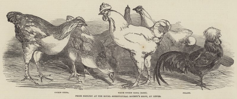 Prize Poultry at the Royal Agricultural Society