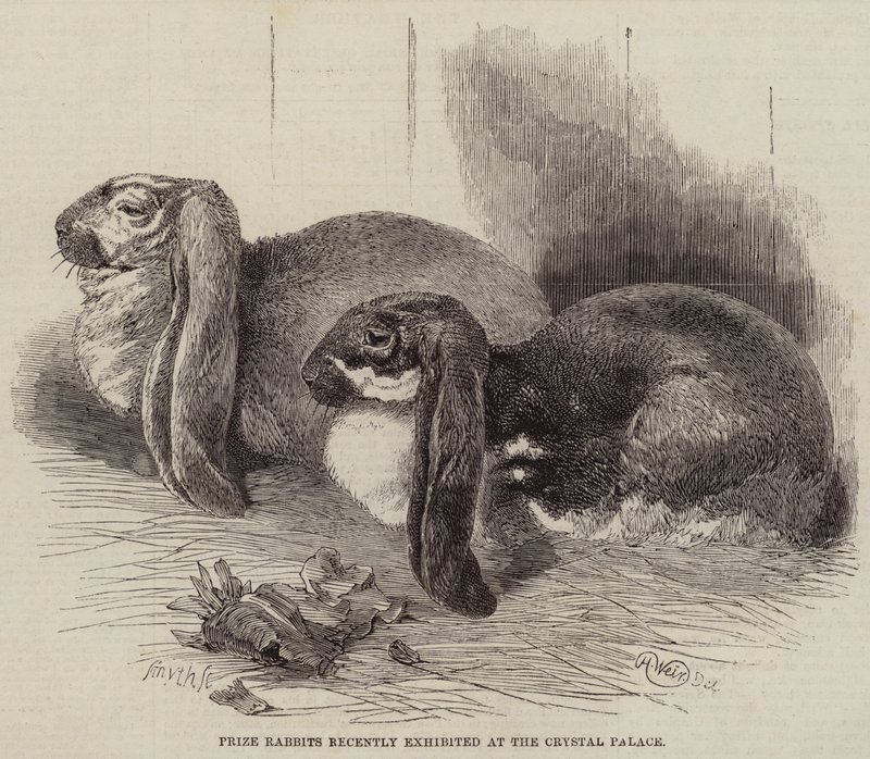 Prize Rabbits Recently Exhibited at the Crystal Palace by Harrison William Weir