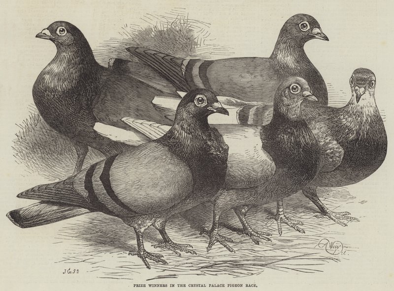 Prize Winners in the Crystal Palace Pigeon Race by Harrison William Weir