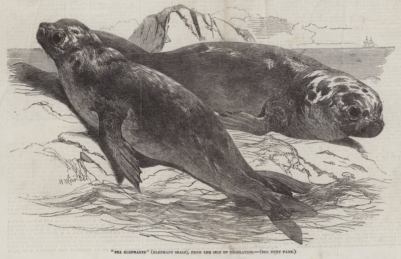 Sea Elephants (Elephant Seals), from the Isle of Desolation by Harrison William Weir