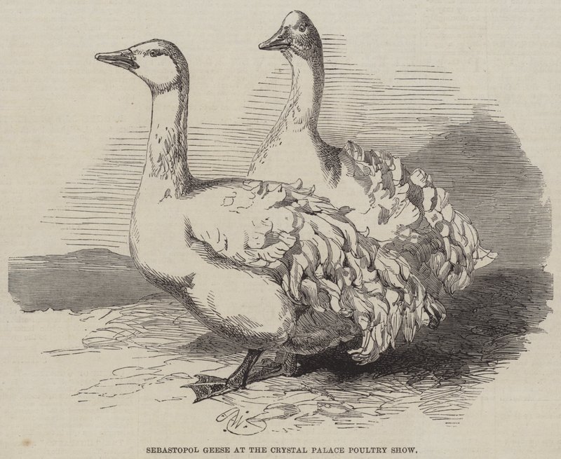 Sebastopol Geese at the Crystal Palace Poultry Show by Harrison William Weir