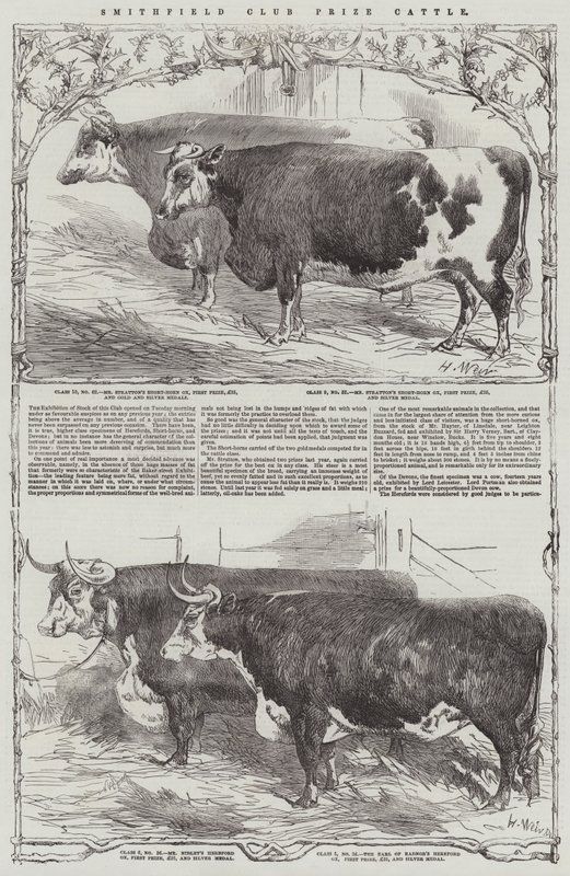 Smithfield Club Prize Cattle by Harrison William Weir