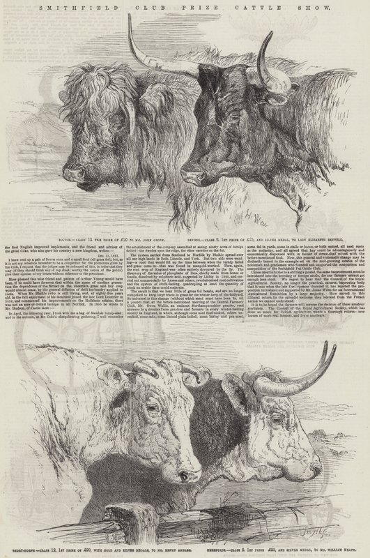 Smithfield Club Prize Cattle Show by Harrison William Weir
