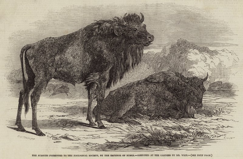 The Aurochs Presented to the Zoological Society, by the Emperor of Russia by Harrison William Weir