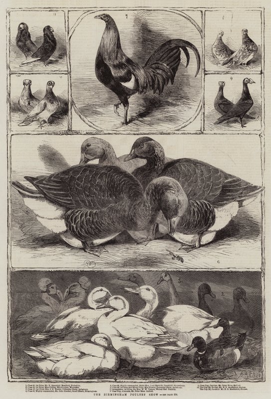 The Birmingham Poultry Show by Harrison William Weir