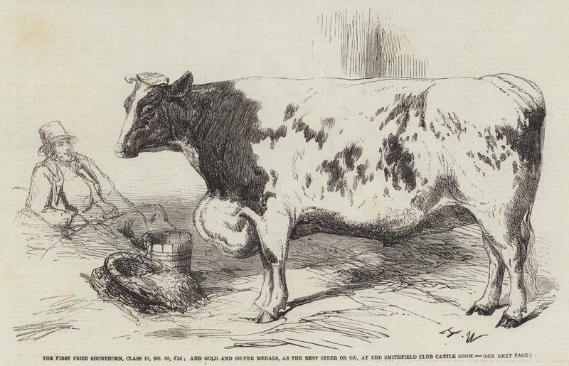 The First Prize Shorthorn, Class 10, No 89, £25; and Gold and Silver Medals, as the Best Steer or Ox, at the Smithfield Club Cattle Show by Harrison William Weir