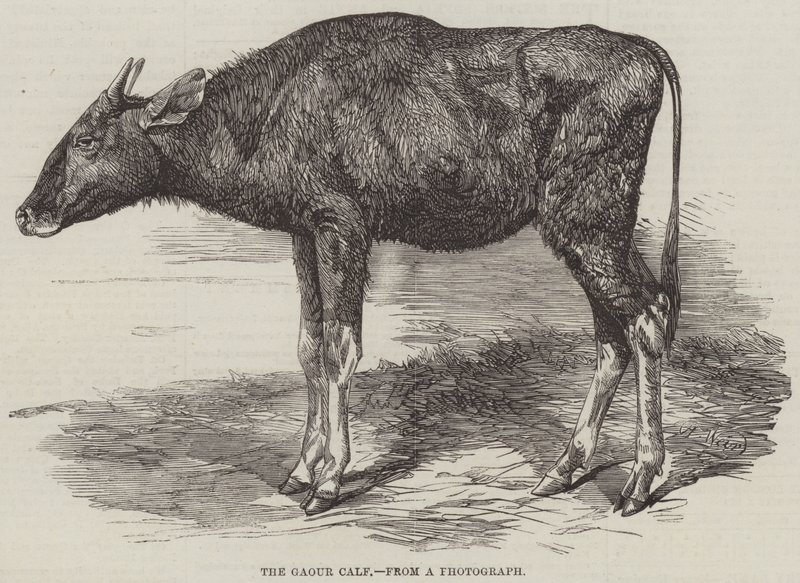 The Gaour Calf by Harrison William Weir