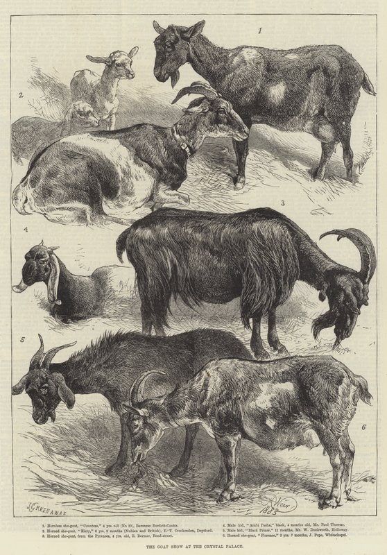 The Goat Show at the Crystal Palace by Harrison William Weir