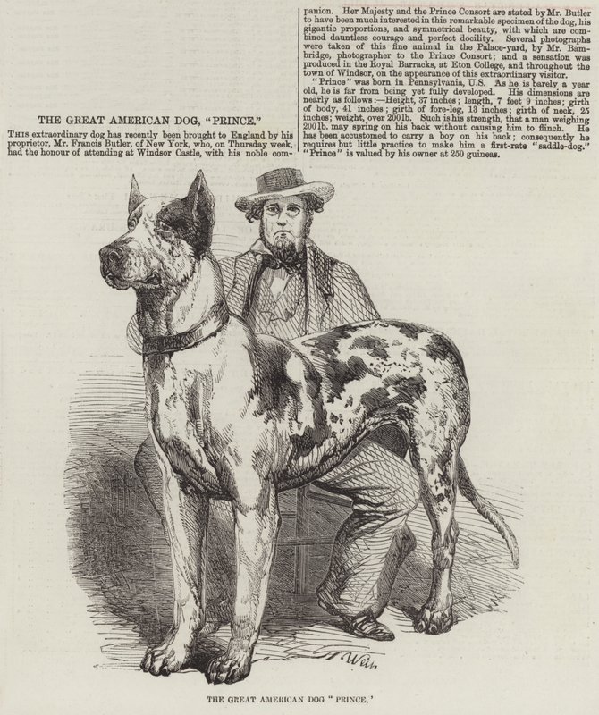 The Great American Dog Prince by Harrison William Weir