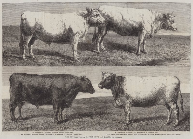 The International Cattle Show at Poissy by Harrison William Weir