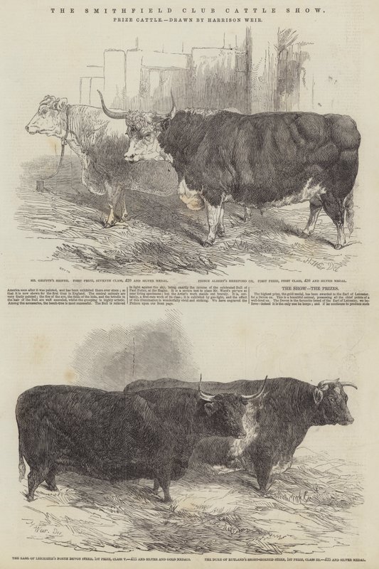 The Smithfield Club Cattle Show, Prize Cattle by Harrison William Weir