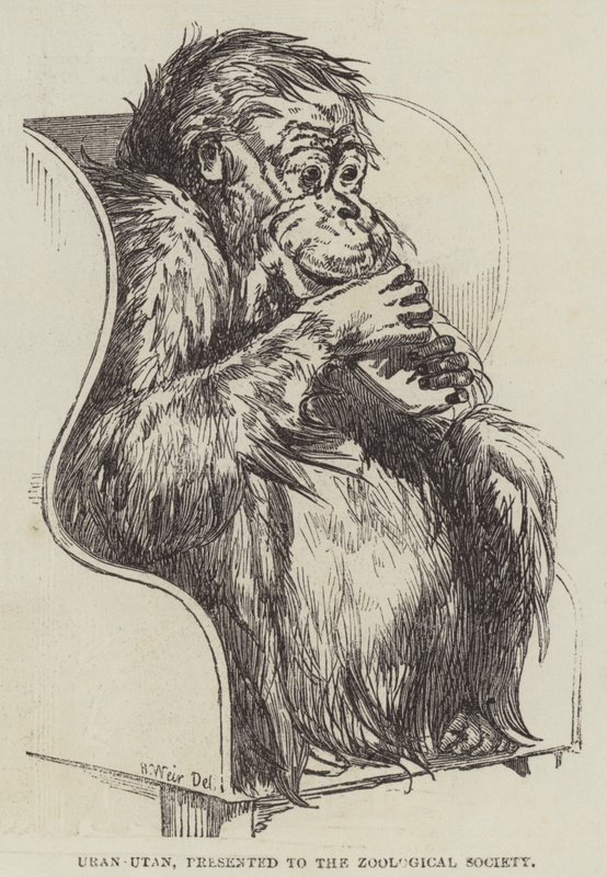 Uran-Utan, presented to the Zoological Society by Harrison William Weir