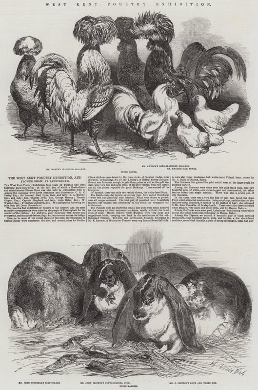 West Kent Poultry Exhibition by Harrison William Weir