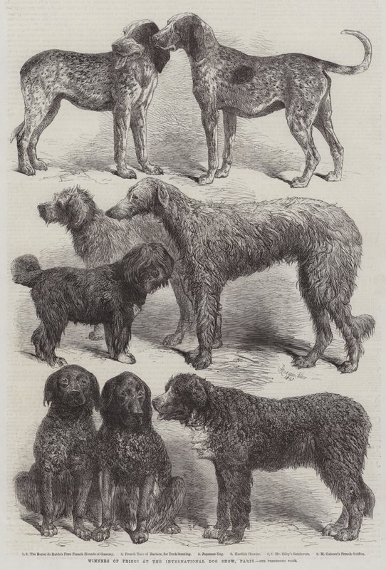 Winners of Prizes at the International Dog Show, Paris by Harrison William Weir