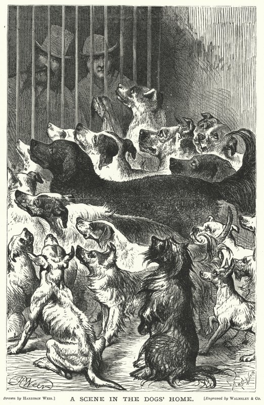 A Scene in the Dogs Home by Harrison William Weir