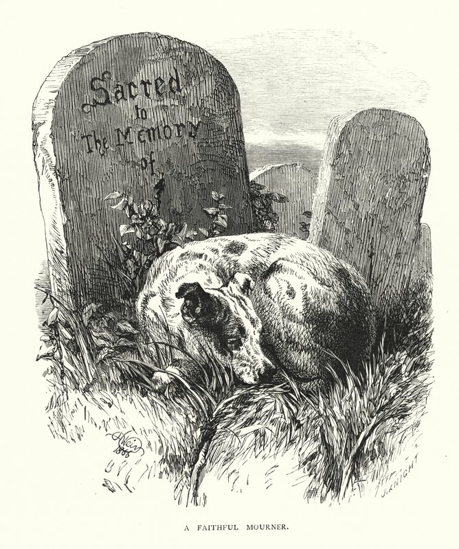 A Faithful Mourner by Harrison William Weir