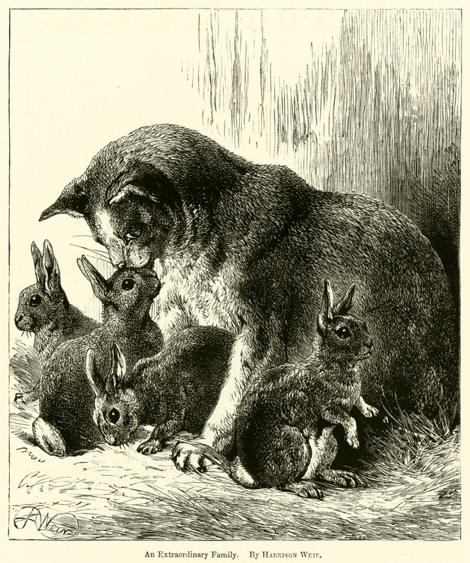 An Extraordinary Family by Harrison William Weir
