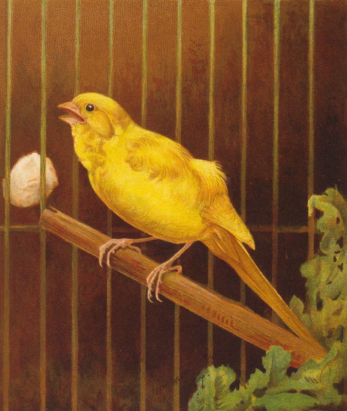 Dickie Bird by Harrison William Weir
