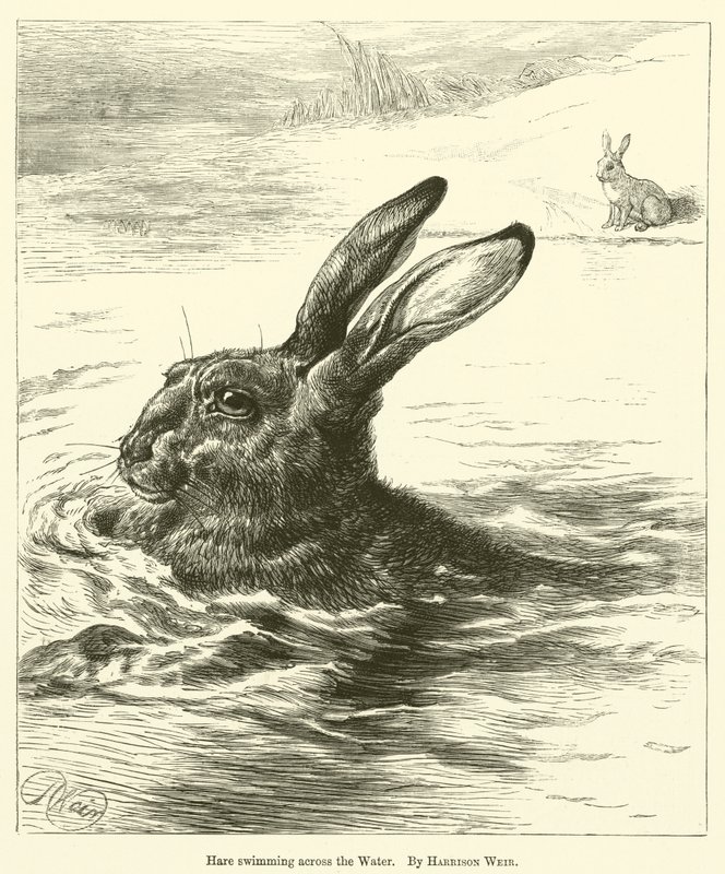 Hare Swimming Across the Water by Harrison William Weir