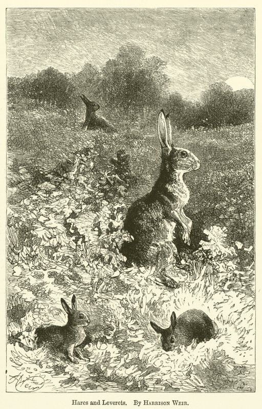 Hares and Leverets by Harrison William Weir