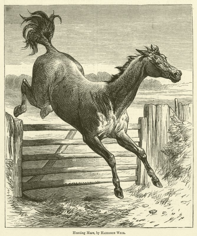 Hunting Mare by Harrison William Weir