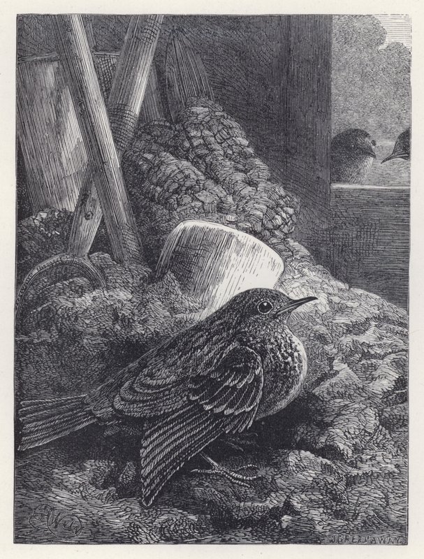 Little Robin Safely Housed by Harrison William Weir