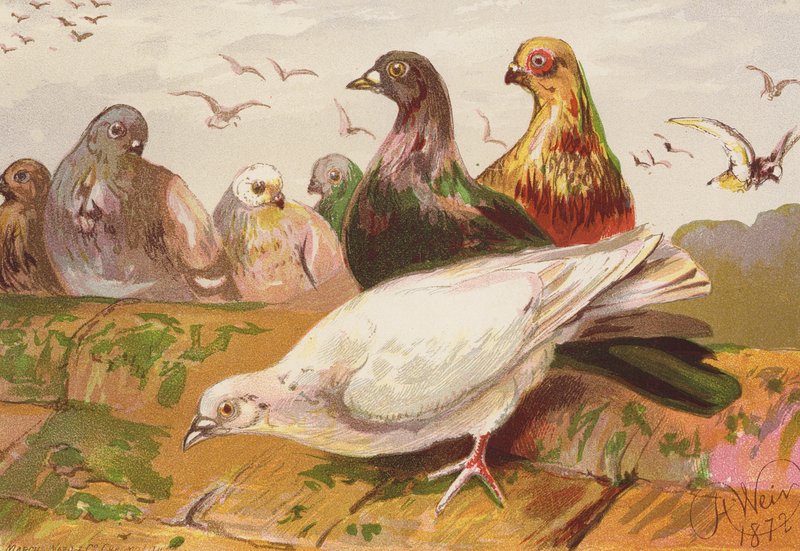 Pigeons by Harrison William Weir