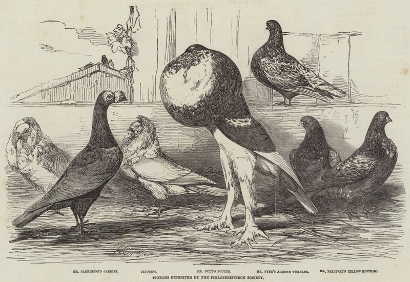 Pigeons exhibited by the Philoperisteron Society by Harrison William Weir