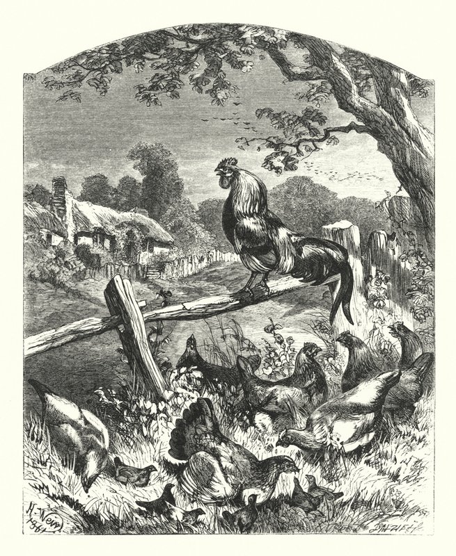 Praise of Country Life by Harrison William Weir