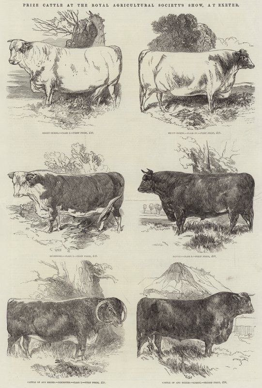 Prize Cattle at the Royal Agricultural Society