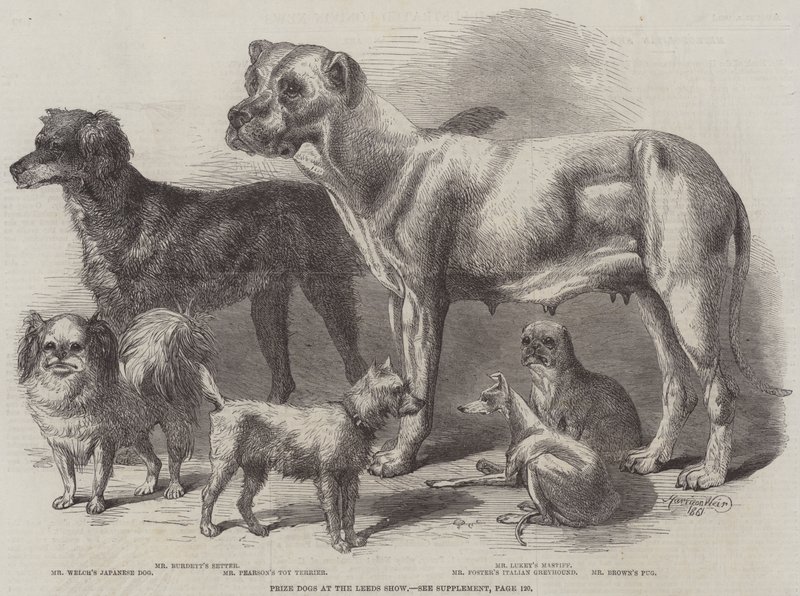 Prize Dogs at the Leeds Show by Harrison William Weir