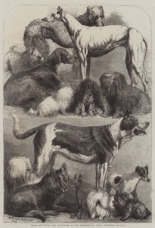 Prize Dogs from the Exhibition at the Agricultural Hall, Islington by Harrison William Weir