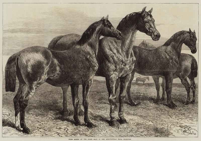 Prize Horses at the Horse Show in the Agricultural Hall, Islington by Harrison William Weir