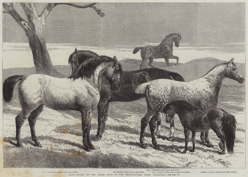 Prize Horses at the Horse Show in the Agricultural Hall, Islington by Harrison William Weir