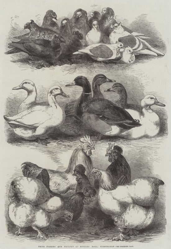Prize Pigeons and Poultry at Bingley Hall, Birmingham by Harrison William Weir