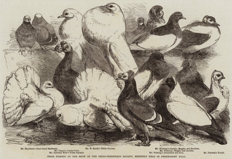 Prize Pigeons at the Show of the Philo-Peristeron Society, recently held in Freemasons