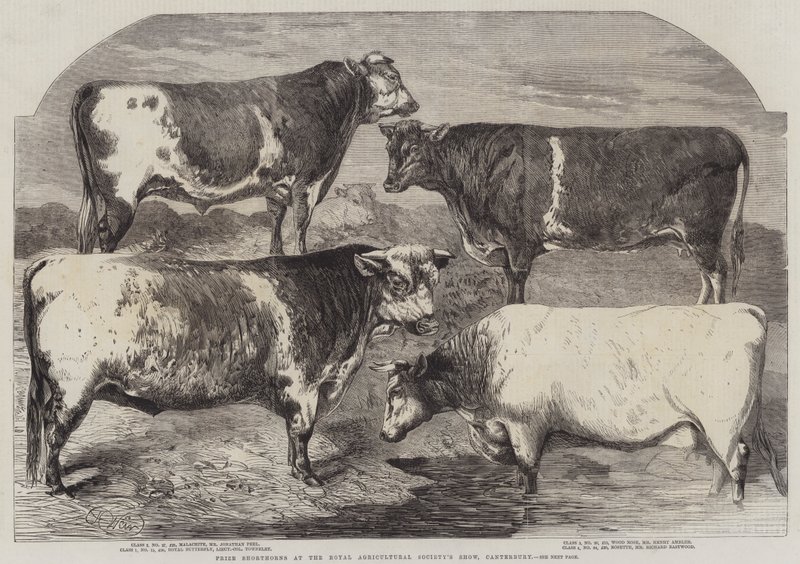 Prize Shorthorns at the Royal Agricultural Society