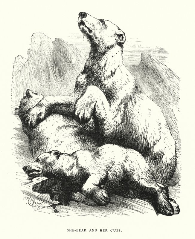 She-Bear and Her Cubs by Harrison William Weir