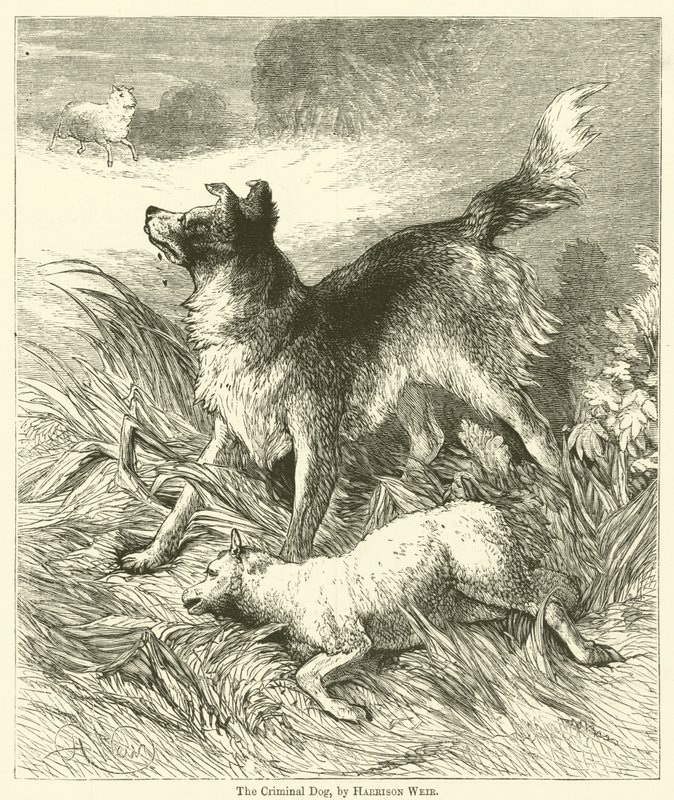 The Criminal Dog by Harrison William Weir