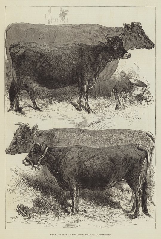 The Dairy Show at the Agricultural Hall, Prize Cows by Harrison William Weir