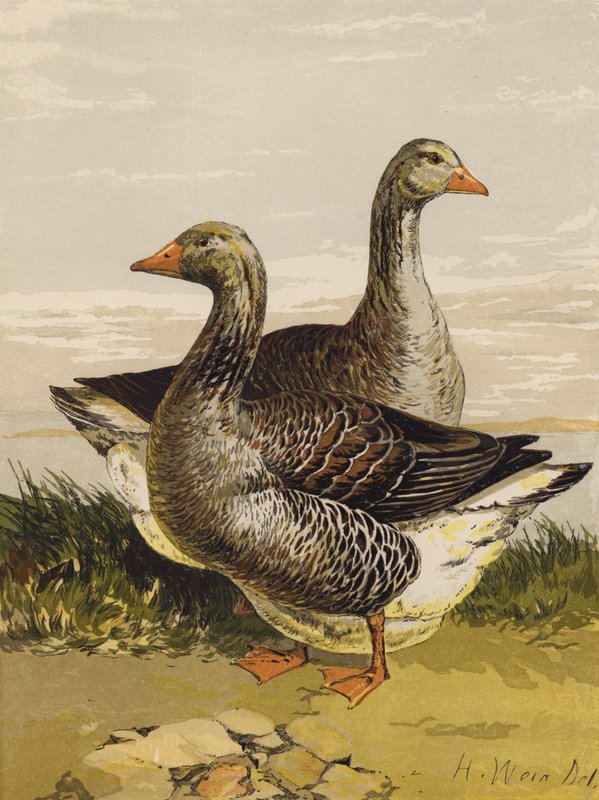 Toulouse Geese by Harrison William Weir