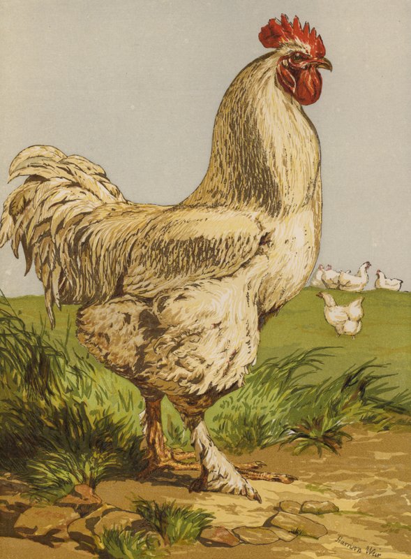 White Cochin Cock by Harrison William Weir
