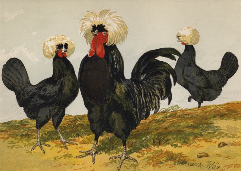 White Crested Black Polish by Harrison William Weir